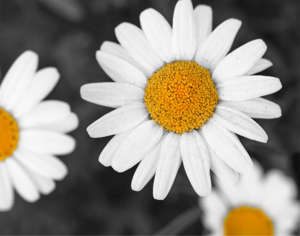 Close up of daisies in a field of flowers Complete Healthcare Primary Care and Gynecology